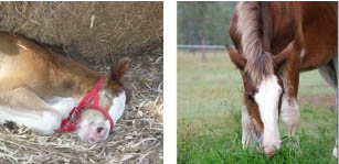 Nickweb Donna - Clydesdale Foal